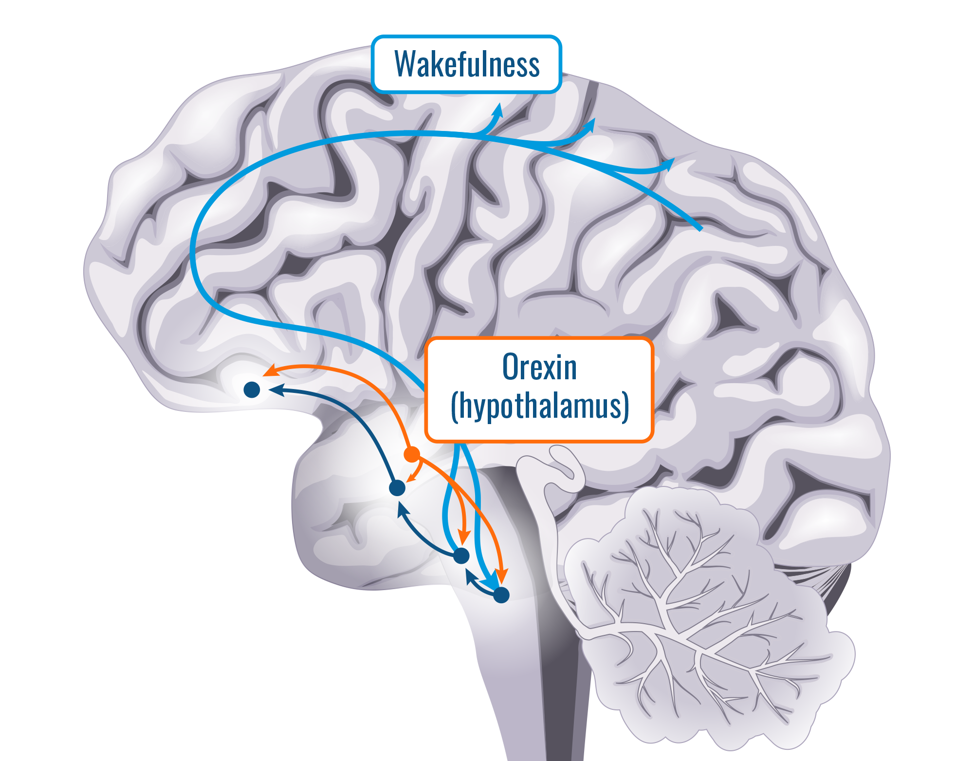 Medical_Images_6_pathophysiology